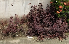 Brazilian joyweed (Alternanthera brasiliana)
