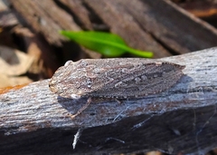 Stenocotis depressa