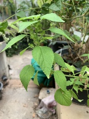 Acalypha lanceolata
