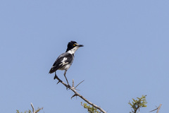 Lanioturdus torquatus