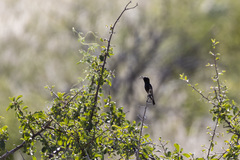 Cinnyris fuscus fuscus