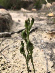 Pterostylis rubescens