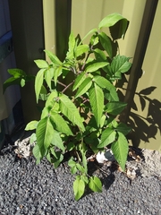 Bidens pilosa