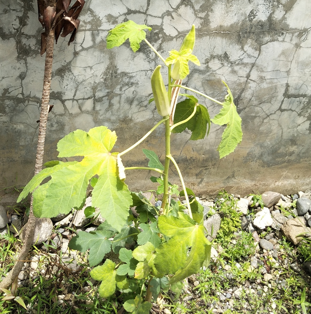 Abelmoschus esculentus, Davao City, Davao del Sur, Philippines