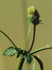 Bidens pilosa