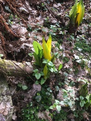 Lysichiton