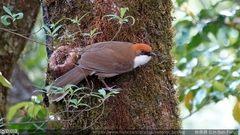 Pterorhinus ruficeps