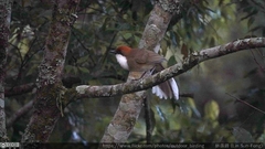 Pterorhinus ruficeps