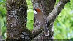 Pterorhinus ruficeps