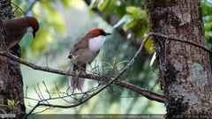 Pterorhinus ruficeps