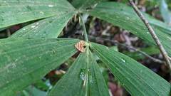 Choreutis amethystodes