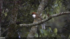 Pterorhinus ruficeps