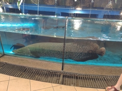 Arapaima