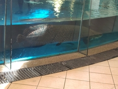 Arapaima