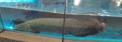 Arapaima