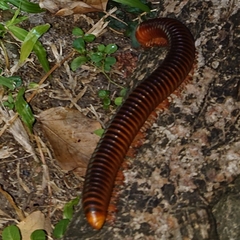 Thyropygus allevatus