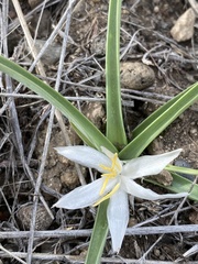 Leucocrinum