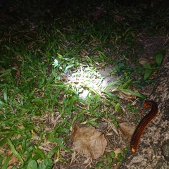 Thyropygus allevatus