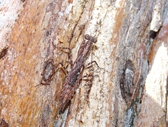 Fulciniinae