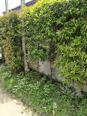 Syzygium myrtifolium