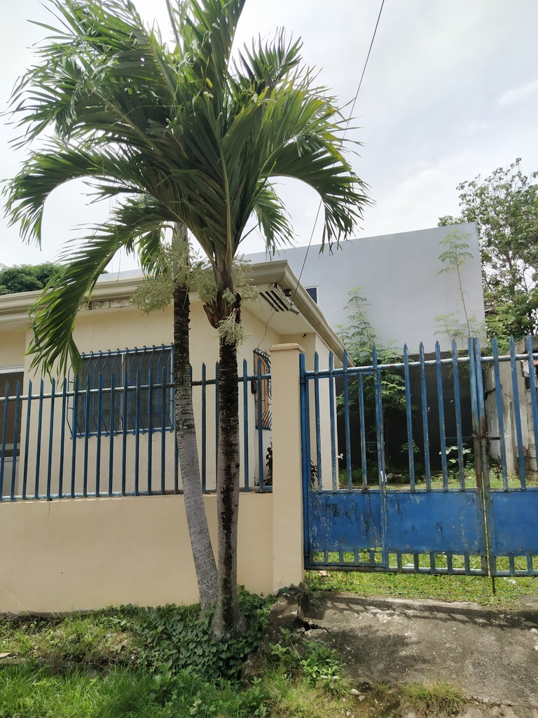 Adonidia merrillii, Davao City, Davao del Sur, Philippines