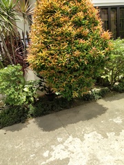 Syzygium myrtifolium