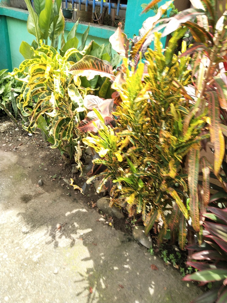 Codiaeum