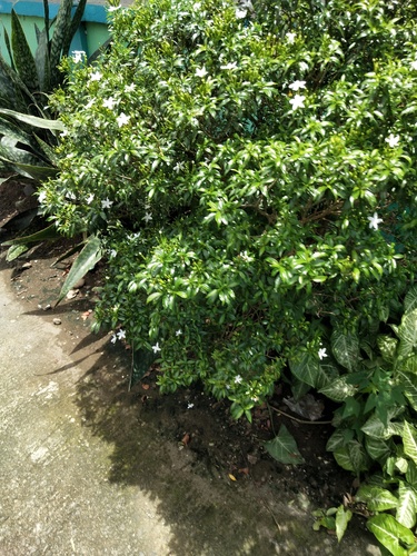 Tabernaemontana corymbosa, photograph 3