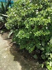 Tabernaemontana corymbosa