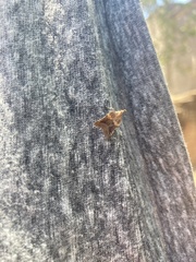 Clydonopteron sacculana
