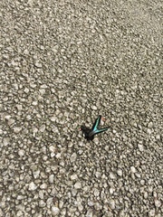 Graphium sarpedon nipponum