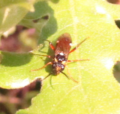 Tenthredopsis