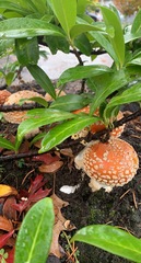 Amanita muscaria