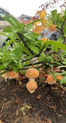 Amanita muscaria