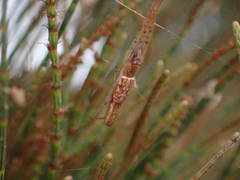 Tetragnatha demissa