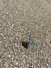 Graphium sarpedon nipponum