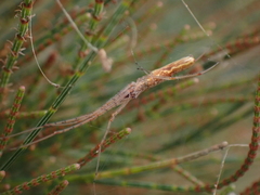 Tetragnatha demissa