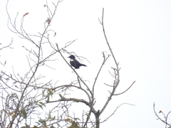 Brachypodius melanoleucos