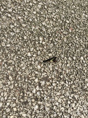 Graphium sarpedon nipponum