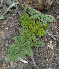 Anthriscus sylvestris