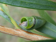 Teuchothrips disjunctus