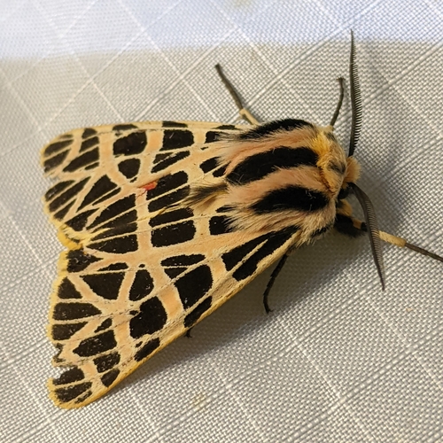 iNaturalist observation photo of Ornate Tiger Moth