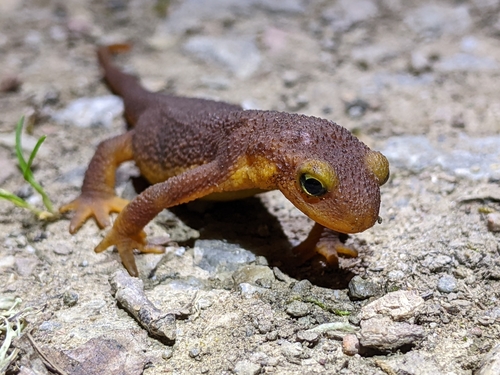 iNaturalist observation photo of California Newt