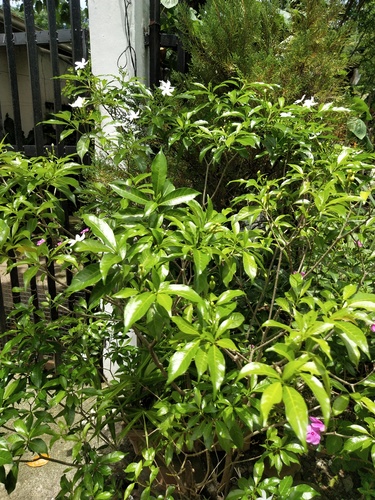 Tabernaemontana corymbosa, photograph 2