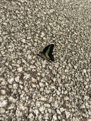 Graphium sarpedon nipponum