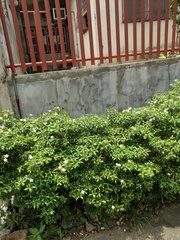 Tabernaemontana corymbosa