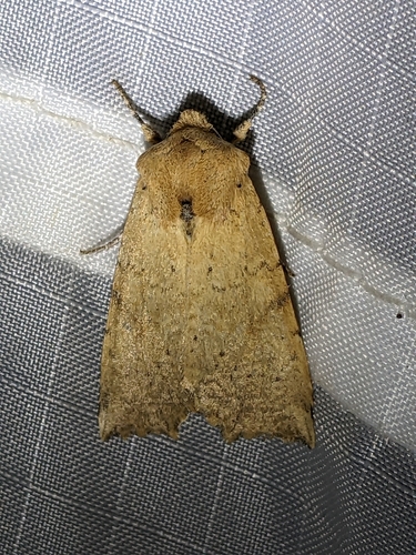 iNaturalist observation photo of Cutworm Moths and Allies