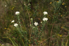 Pimelea nivea
