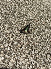 Graphium sarpedon nipponum