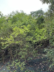 Lagerstroemia subcostata